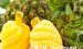 菠萝的功效与作用及禁忌，凤梨与菠萝的区别是什么?