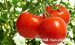 西红柿的功效和作用，西红柿怎么吃最有营养？