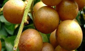 黄皮果的功效与作用，孕妇可以吃黄皮果吗？